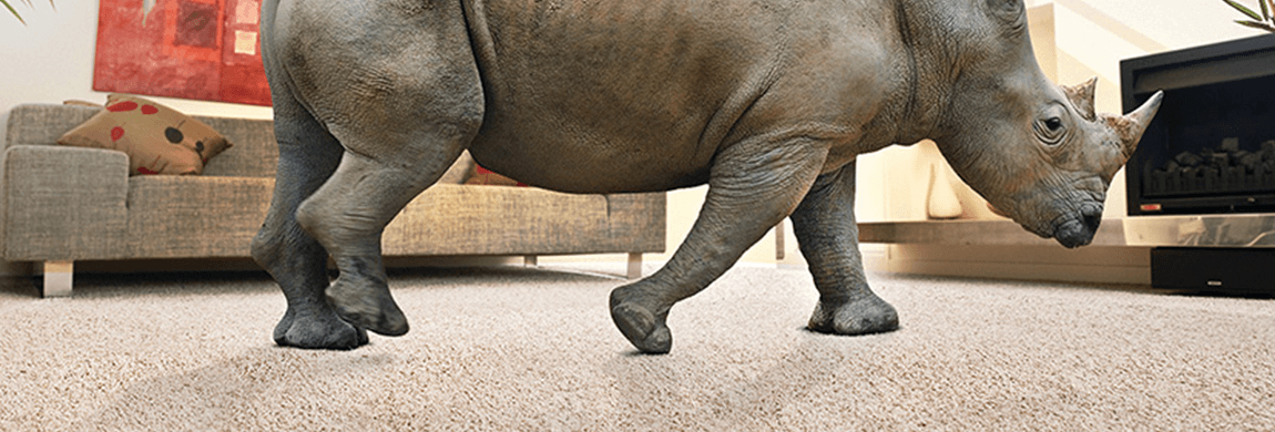 Corn Carpet and Rhino Carpet – What’s the story?