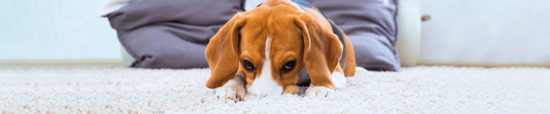 How To Remove Pet Urine in 7 Steps