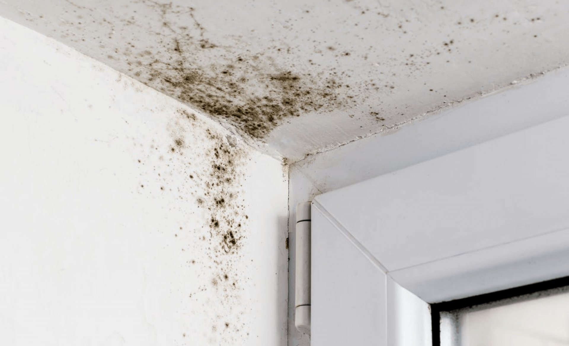 The 6 Places Mould Hides in Your Home