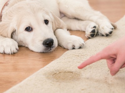 Don't Be That Stinky Friend! 5 Ways To Get Rid of Dog Odour