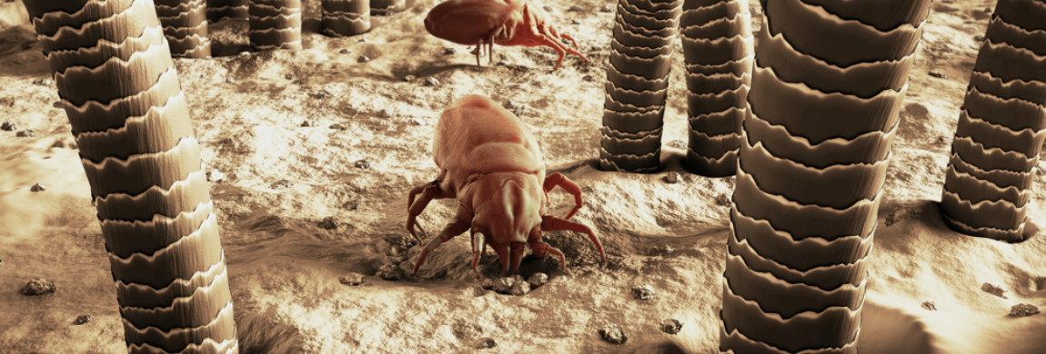 Why the Dust-mite Menace is in Full Force in Winter
