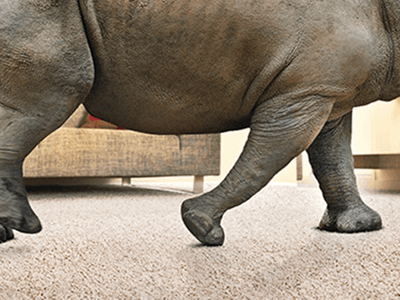 Corn Carpet and Rhino Carpet – What’s the story?