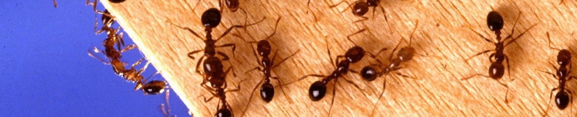 How to Get Rid of Your House Ants Naturally