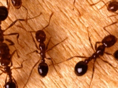 How to Get Rid of Your House Ants Naturally