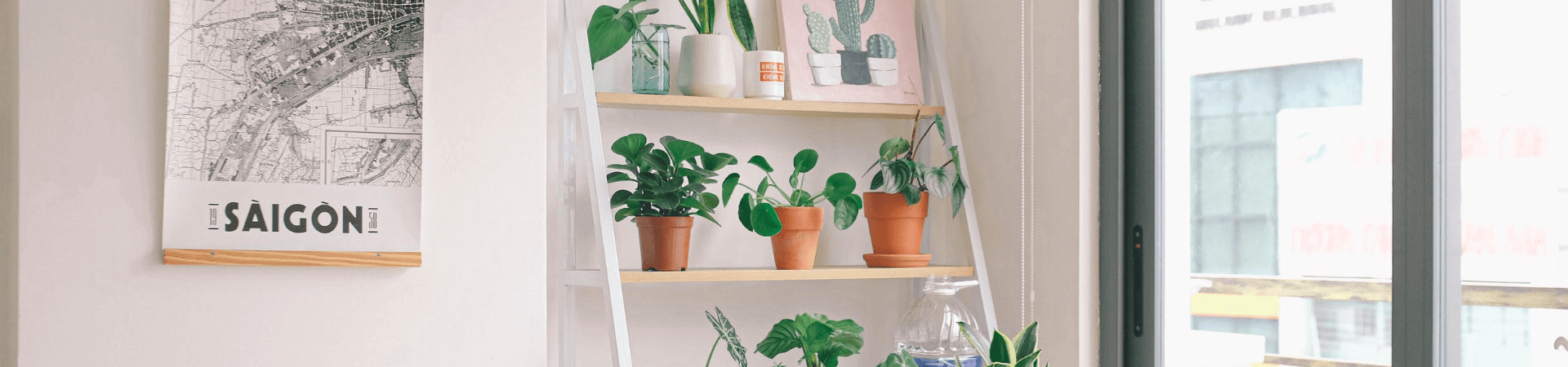 Which 6 Indoor Plants are Toughest to Kill?