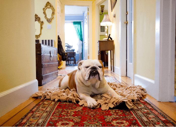 Our 5 Favourite Ways to Pet Proof Your Carpet