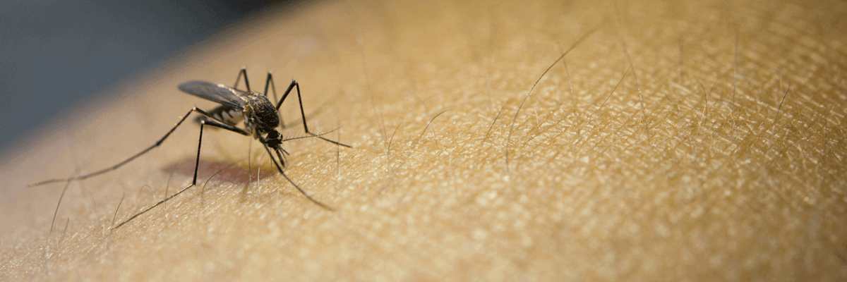 How to Naturally Keep Pesky Mosquitoes Out of Your Home