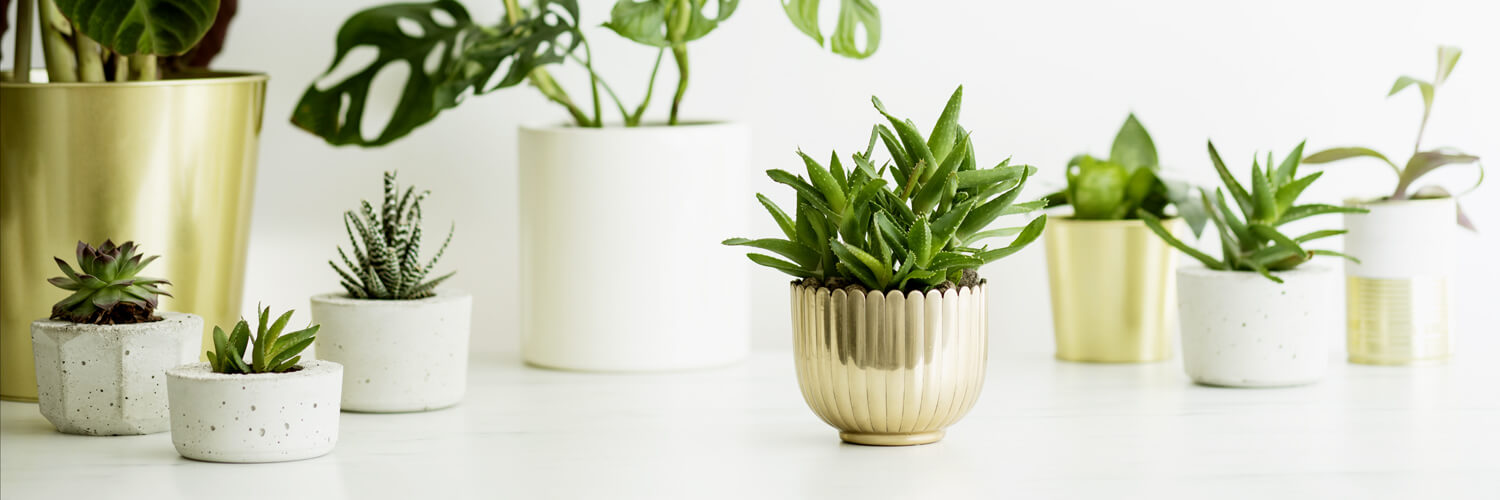 The 6 Best Plants for a Healthy Home