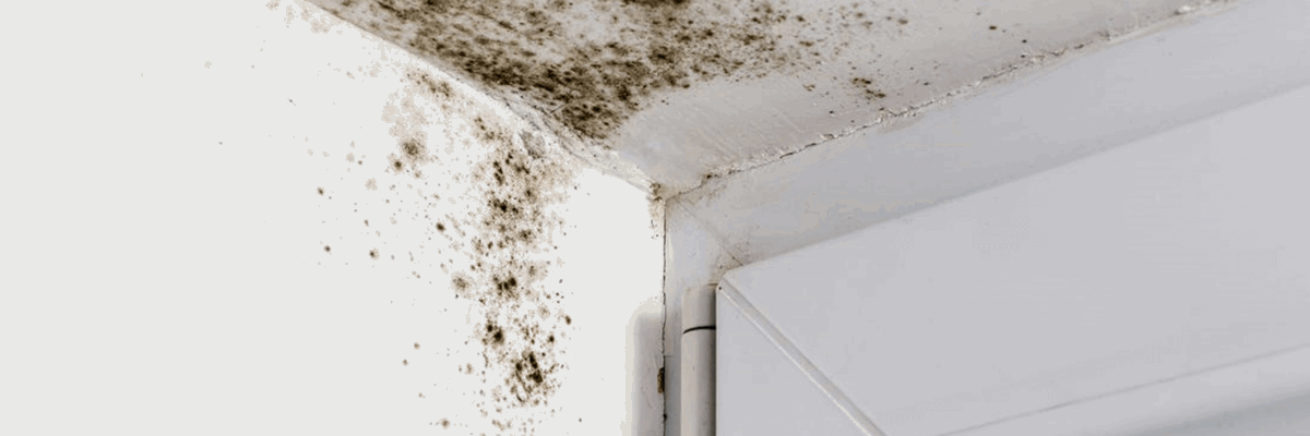 The 6 Places Mould Hides in Your Home